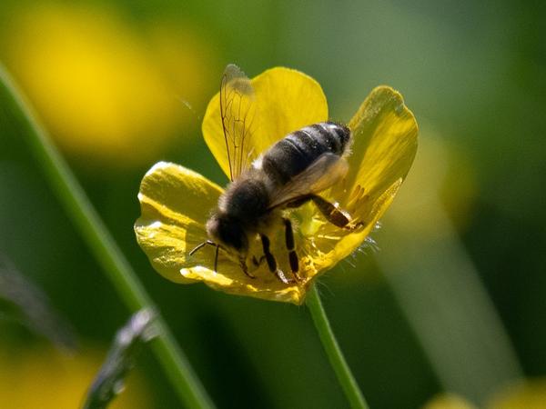 <h3>Apis mellifera / Honey bee / Honingbij</h3>